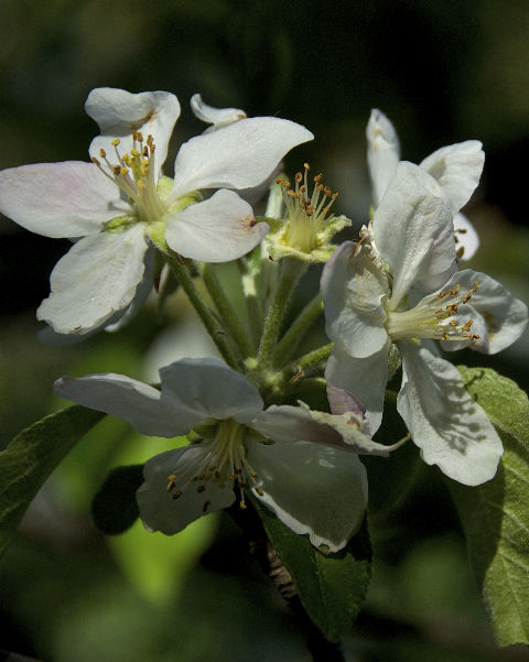 Apple Blossom